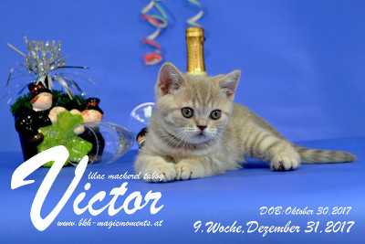 Victor ist 9 Wochen alt ( 31.12.2017 )
