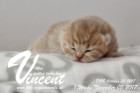Vincent ist 1 Woche alt ( 05.11.2017 )