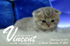 Vincent ist 3 Wochen alt ( 19.11.2017 )
