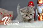 Vincent ist 5 Wochen alt ( 02.12.2017 )
