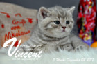 Vincent ist 5 Wochen alt ( 02.12.2017 )