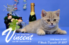 Vincent ist 9 Wochen alt ( 31.12.2017 )