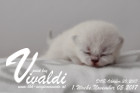Vivaldi ist 1 Woche alt ( 05.11.2017)