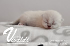 Vivaldi ist 1 Woche alt ( 05.11.2017)