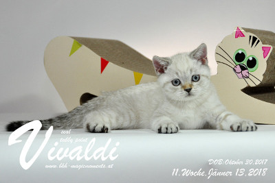 Vivaldi ist 11 Wochen alt ( 13.01.2018 )