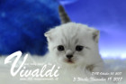 Vivaldi ist 3 Wochen alt ( 19.11.2017)