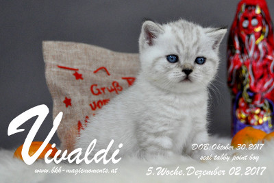 Vivaldi ist 5 Wochen alt ( 02.12.2017)