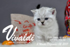 Vivaldi ist 5 Wochen alt ( 02.12.2017)