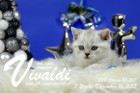 Vivaldi ist 7 Wochen alt ( 16.12.2017)