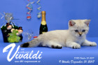 Vivaldi ist 9 Wochen alt ( 31.12.2017)