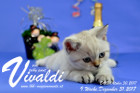Vivaldi ist 9 Wochen alt ( 31.12.2017)
