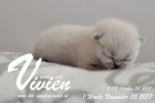 Vivien ist 1 Woche alt ( 05.11.2017 )