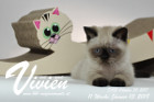 Vivien ist 11 Wochen alt ( 13.01.2018 )