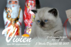Vivien ist 5 Wochen alt ( 02.12.2017 )