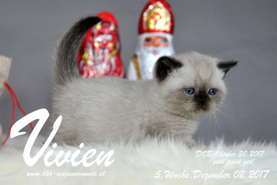 Vivien ist 5 Wochen alt ( 02.12.2017 )