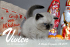 Vivien ist 5 Wochen alt ( 02.12.2017 )