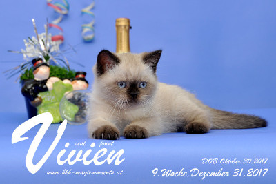 Vivien ist 9 Wochen alt ( 31.12.2017 )