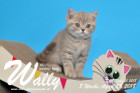 Wally ist 8 Wochen alt ( 28.04.2018 )