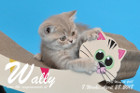 Wally ist 8 Wochen alt ( 28.04.2018 )