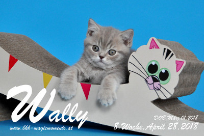Wally ist 8 Wochen alt ( 28.04.2018 )
