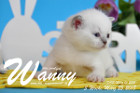 Wanny ist 3 Wochen alt ( 25.03.2018 )