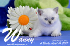 Wanny ist 6 Wochen alt ( 14.04.2018 )
