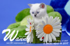 Wanny ist 6 Wochen alt ( 14.04.2018 )