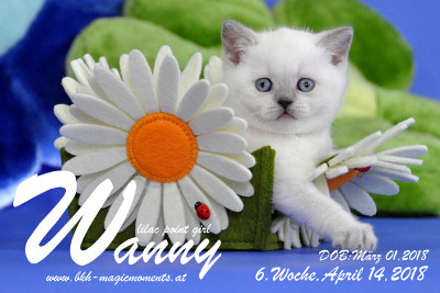 Wanny ist 6 Wochen alt ( 14.04.2018 )