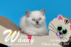 Wanny ist 8 Wochen alt ( 28.04.2018 )