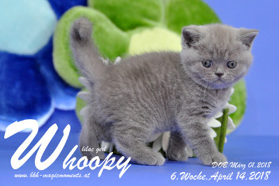 Whoopy ist 6 Wochen alt ( 14.04.2018 )