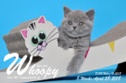 Whoopy ist 8 Wochen alt ( 28.04.2018 )