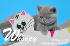 Whoopy ist 8 Wochen alt ( 28.04.2018 )