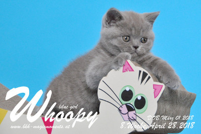 Whoopy ist 8 Wochen alt ( 28.04.2018 )