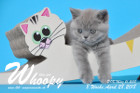 Whoopy ist 8 Wochen alt ( 28.04.2018 )