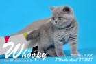 Whoopy ist 8 Wochen alt ( 28.04.2018 )