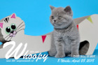 Whoopy ist 8 Wochen alt ( 28.04.2018 )