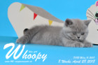 Whoopy ist 8 Wochen alt ( 28.04.2018 )