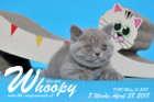 Whoopy ist 8 Wochen alt ( 28.04.2018 )