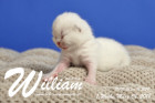 William ist 1 Woche alt ( 08.03.2018 )