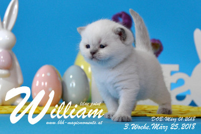William ist 3 Wochen alt ( 25.03.2018 )