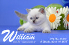 William ist 6 Wochen alt ( 14.04.2018 )