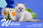 William ist 6 Wochen alt ( 14.04.2018 )