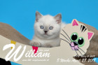 William ist 8 Wochen alt ( 28.04.2018 )