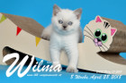 Wilma ist 8 Wochen alt ( 28.04.2018 )