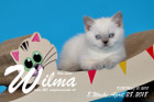 Wilma ist 8 Wochen alt ( 28.04.2018 )