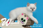 Wilma ist 8 Wochen alt ( 28.04.2018 )