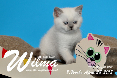 Wilma ist 8 Wochen alt ( 28.04.2018 )