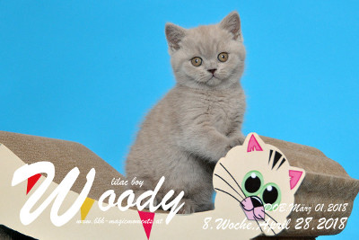 Woody ist 8 Wochen alt ( 28.04.2018 )