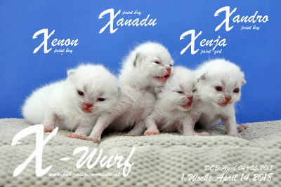 Unser X-Wurf ist 1 Woche alt ( 14.04.2018 )