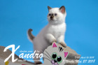 Xandro ist 7 Wochen alt ( 27.05.2018 )